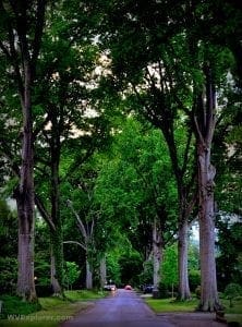 Trees shade a Kanawha City, Charleston,West Virginia