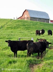 Cattle Farm Near Robertsburg in West Virginia