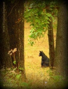 Bear at Watoga State Park near Hillsboro, WV, Pocahontas County, Allegheny Mountains Region