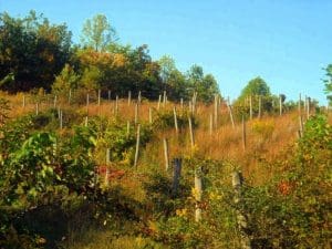 Vineyard on Fisher Ridge near Liberty, WV, Putnam County, Mid-Ohio Valley Region