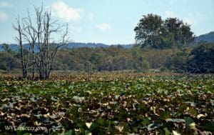 Green Bottom Wildlife Management Area, Cabell County, Metro Valley Region