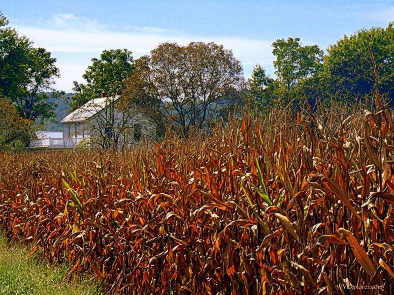 Cornfield near Murraysville Cornfield near Murraysville, WV, Jackson County, Mid-Ohio Valley Region