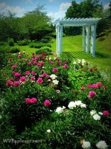 Peonies at Adaland Estate, Berryburg, WV, Barbour County, Monongahela Valley Region