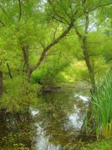 Willows near Wallback, WV, Wallback Wildlife Management Area, WIldlife Management Areas, Heartland Region