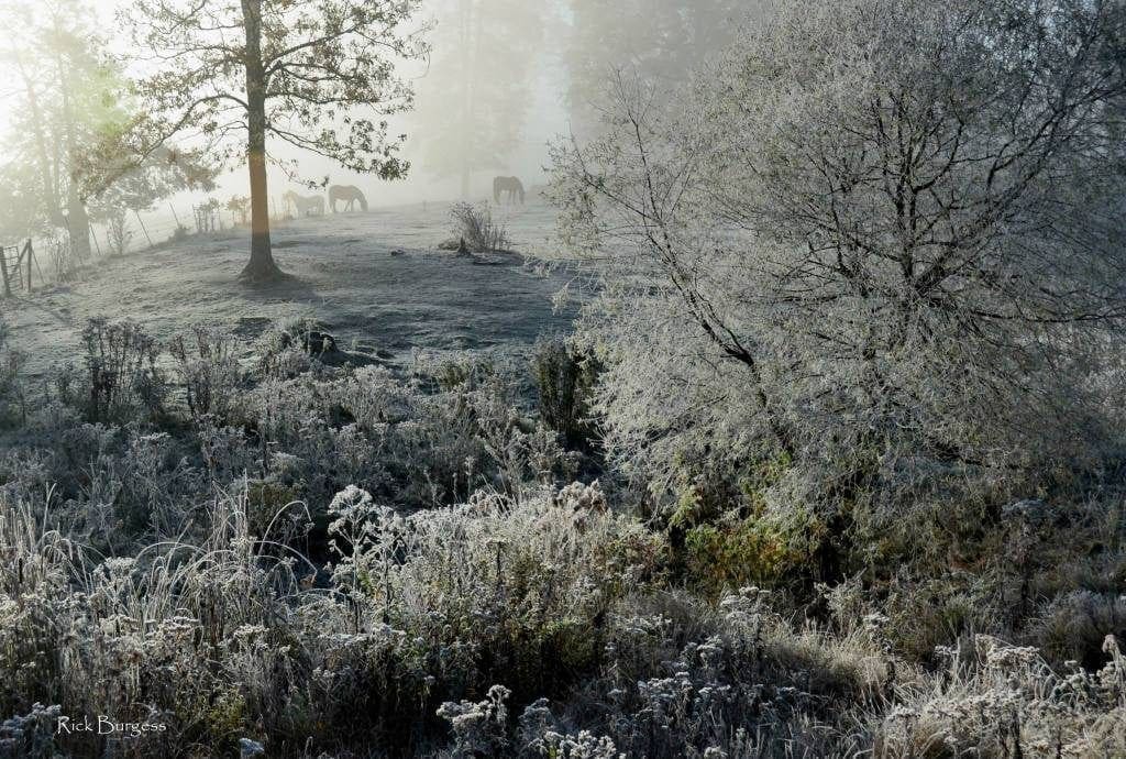 Horses in frost, Raleigh County, New River Gorge Region