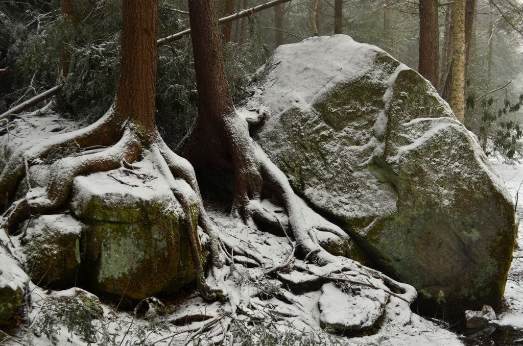 Hemlock roots at Blackwater Falls State Park