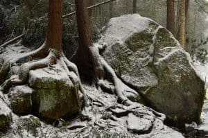 Hemlock roots at Blackwater Falls State Park