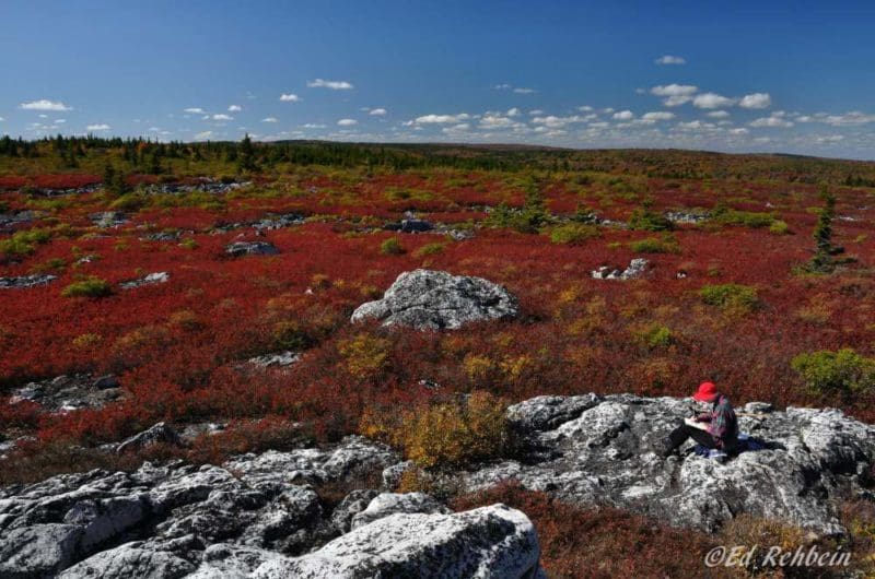 Artist on Dolly Sods Artist on Dolly Sods, Monongahela National Forest, Tucker County, Allegheny Highlands Region