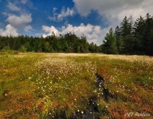 Canaan Heights, Davis, West Virginia, Allegheny Highlands Region