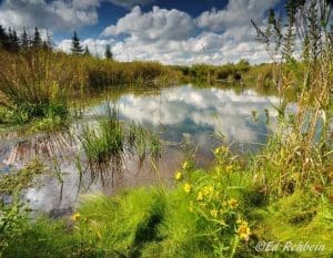 Freeland Loop Trail, Canaan Valley National Wildlife Refuge, Tucker County, Allegheny Highlands Region
