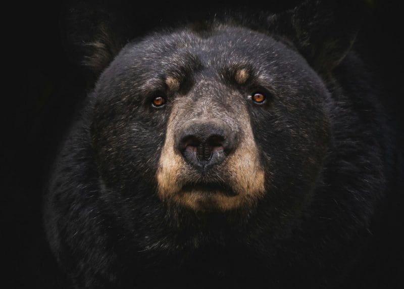 Even in suburban areas, residents should bring food indoors in spring and summer.