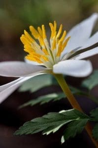 Bloodroot Blossom near Glade Creek Trail, New River Gorge National Park and Preserve