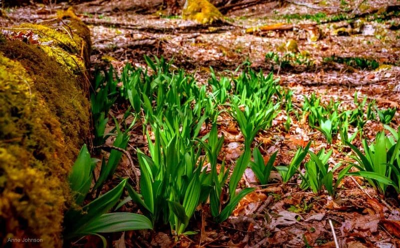 Ramps in West Virginia