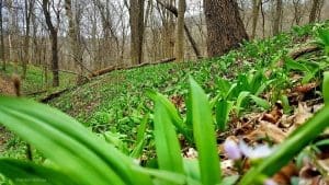 Ramps in Marshall County