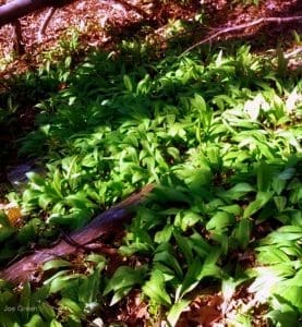 Ramps in southern W.Va.