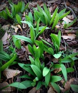 Roane County WV Ramps Steve Mace