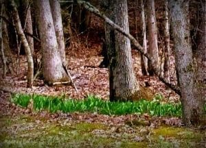 Ramps grow in the forests of much of West Virginia.