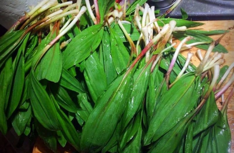 A mess of ramps has been gathered for cooking in the photo by Daniel Coe.