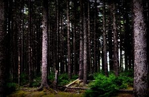 The Eckerlins entered into vast forests never seen by Europeans