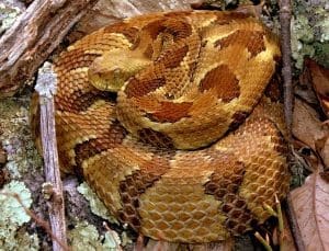 Rattlesnake in West Virginia