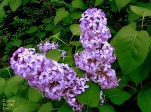 Lilacs by Cyntha Dunlap Ellis
