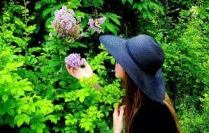 Lilacs In West Virginia