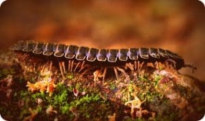 Wetzel County Worm Invasion