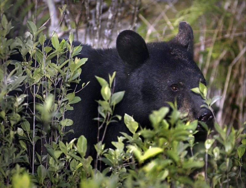 Black bear in thicket A black bear hides in a thicket in rural West Virginia
