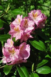 Rhododendron in W.Va. garden