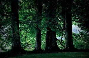 Beech along Paint Creek
