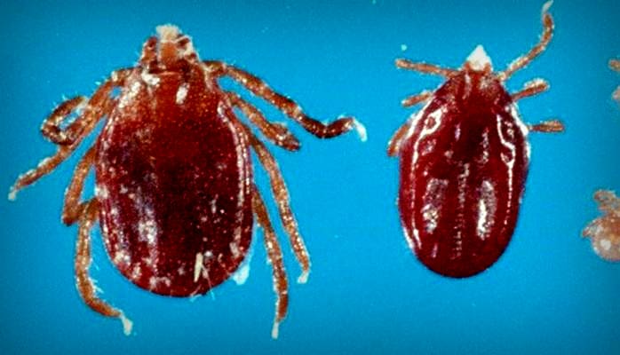 Longhorned Tick Longhorned ticks confirmed in Hardy County, W.Va.