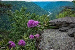 Rhododendron catawbiense blooming in May