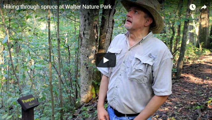 David Sibray hikes through a grove of Norway Spruce at Walter Nature Park in Putnam County.