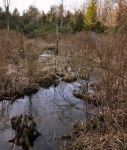 Kates Branch wanders through a swampy wetland before descending steeply toward Glade Creek.