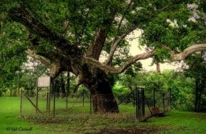 The Pringle Brothers lived in a hollow sycamore here in the 1760s. Photo courtesy Val Baldwin Carnell.