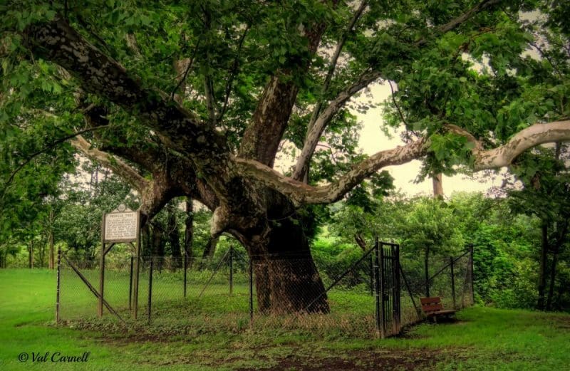 The Pringle Brothers lived in a hollow sycamore here in the 1760s. Photo courtesy Val Baldwin Carnell.