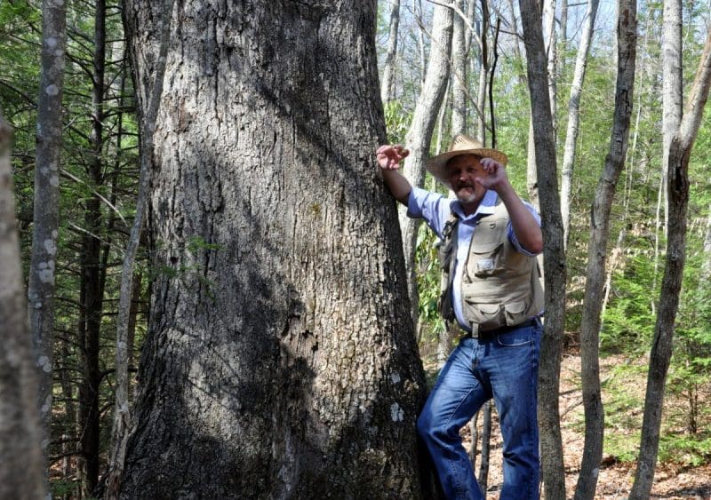 David Sibray inspects some of the many large trees that grow along the Polls Plateau Trail.