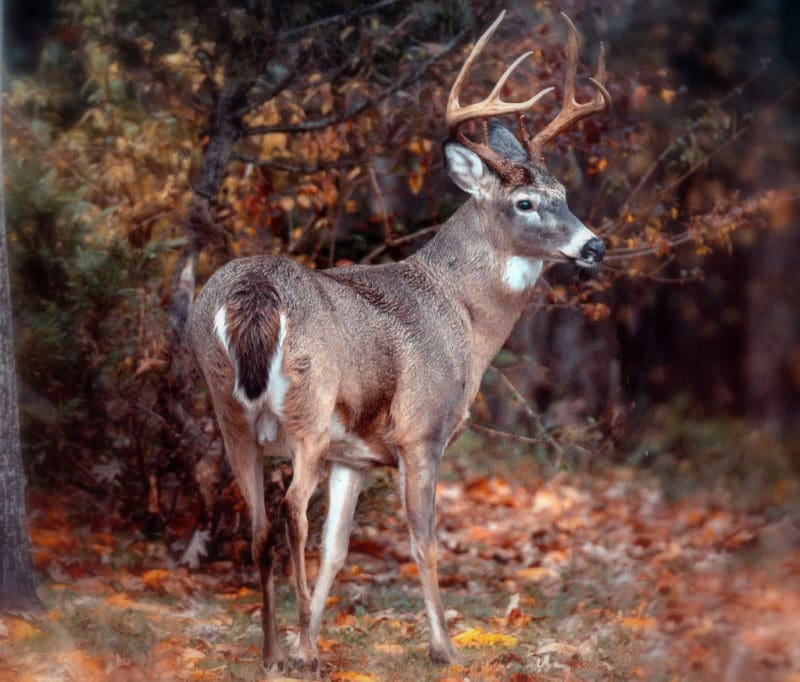 Deer hunting is an increasingly popular sport in West Virginia.