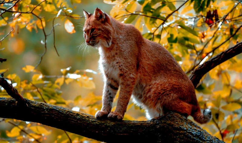 A bobcat perches on a tree limb in the mountains of West Virginia. Photo courtesy W.Va. Dept. of Commerce.