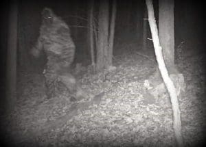 Bigfoot allegedly caught on hunter's cam in Fayette County, West Virginia. The source has since been determined to be from Jeffrey Stoffel and Jenna Oleson.