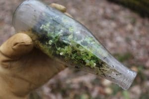 Plants thrive in an old bottle discarded at the site of an abandoned Grey Flats farm.