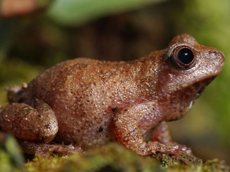 Spring peepers (Pseudacris crucifer) welcome spring to West Virginia with their early March song.