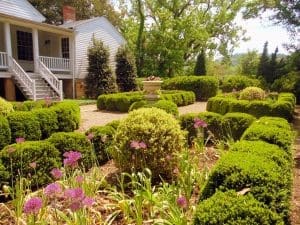 Scented boxwood hedges create form in the gardens at the Craik-Patton House.
