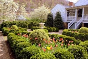 Tulips blossom in the period Craik-Patton gardens.