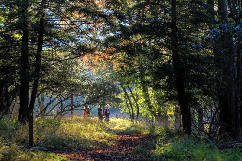 Hikers wander among hemlock at Canaan Valley Resort State Park Hikers wander among hemlock at Canaan Valley Resort State Park in Tucker County, West Virginia.