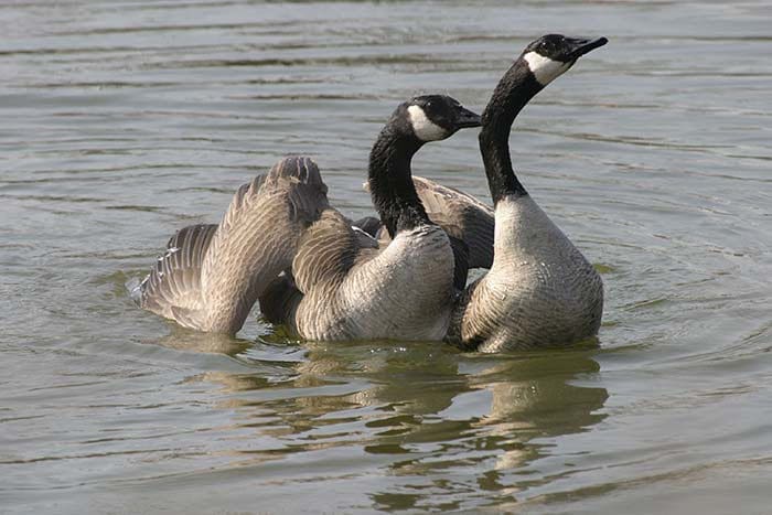 Canada geese groom at the McClintic Wildlife Management Area near Point Pleasant, West Virginia.