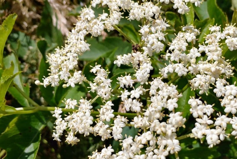 Elderberry blossoms on the edge of a West Virginia woodland.