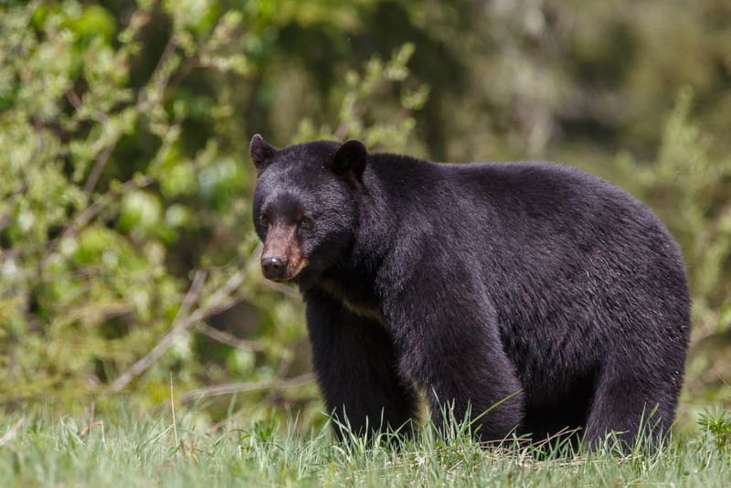 A black bear pauses in a West Virginia glade.