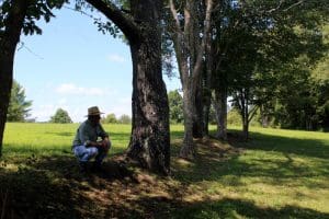 A line of trees follows a breastwork at the Bulltown Battlefield at Bulltown, West Virginia, in Braxton County.