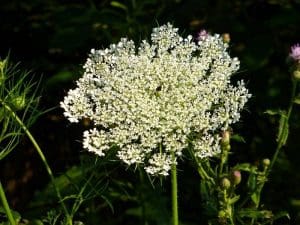 The flat-topped umbel of lace flowers from spring until mid-autumn. Photo courtesy Randy Laxton.